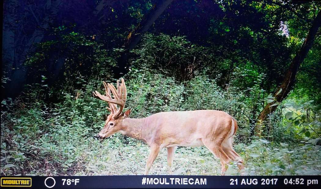 A trail camera photo of the giant buck. (Keegan Schmitt photo)