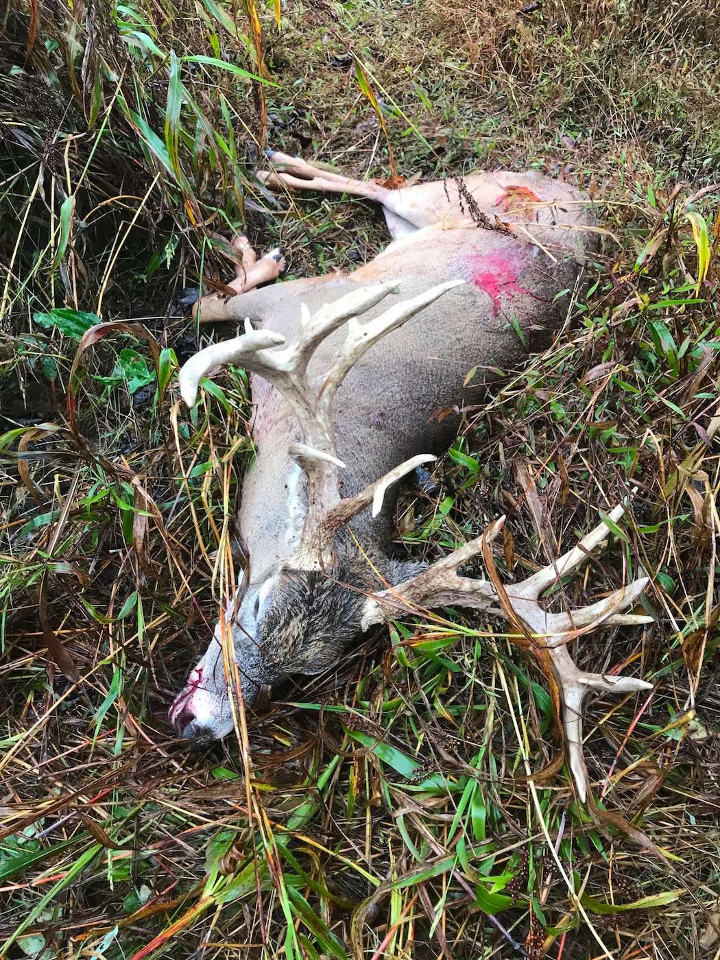 What would you do if you shot a buck and this was what you saw upon recovery? (Mike Novak photo)