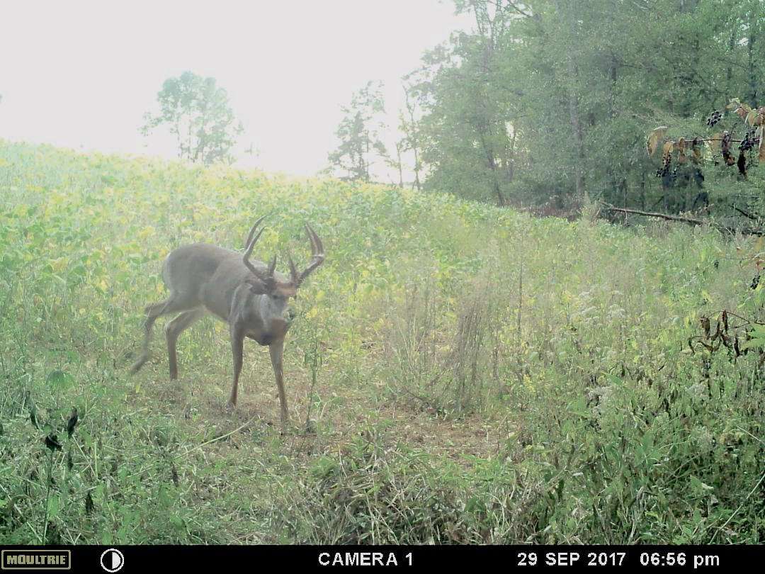 A trail camera photo of the giant Ohio buck. (Alex Bowling photo)