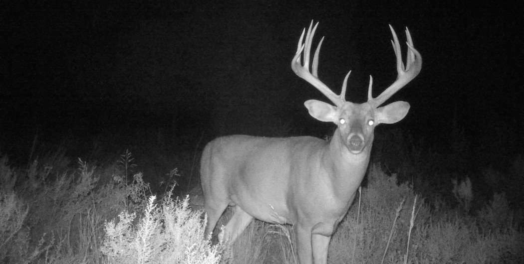 A 2017 trail camera photo of the Kansas giant. (Paul Sawyer photo)