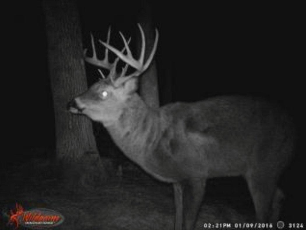 It all started with a trail camera photo. (Dale Glebke photo)