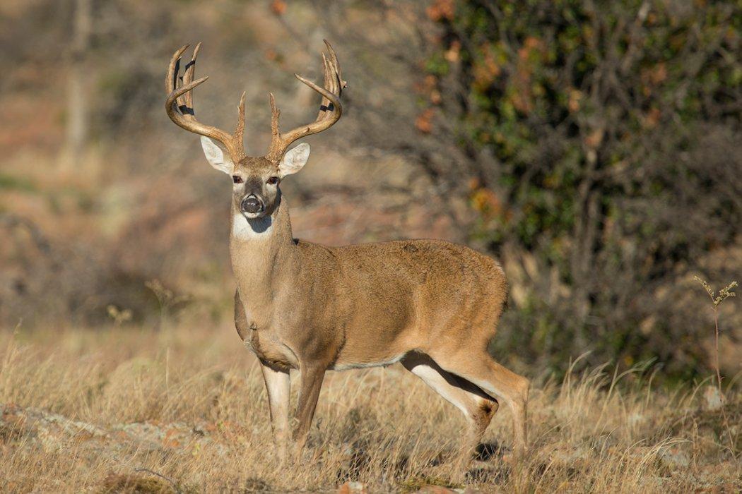 What buck habits have you noticed during the rut? (Shutterstock/Warren Metcalfe photo)