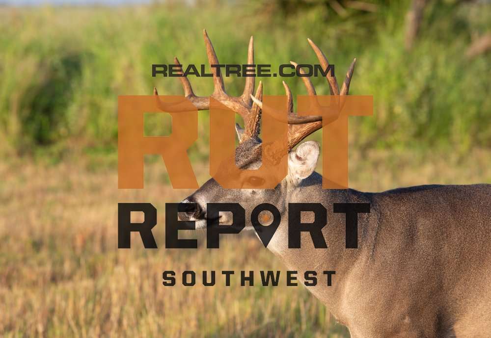 Southwest Rut Report: Arizona Is the Last State with Primary Rut Activity - realtree-rut-report-sw-shutterstock_dennis_w_donohue_copy