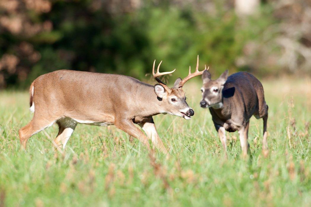 Is the rut rockin' where you deer hunt? (Tony Campbell/Shutterstock photo)