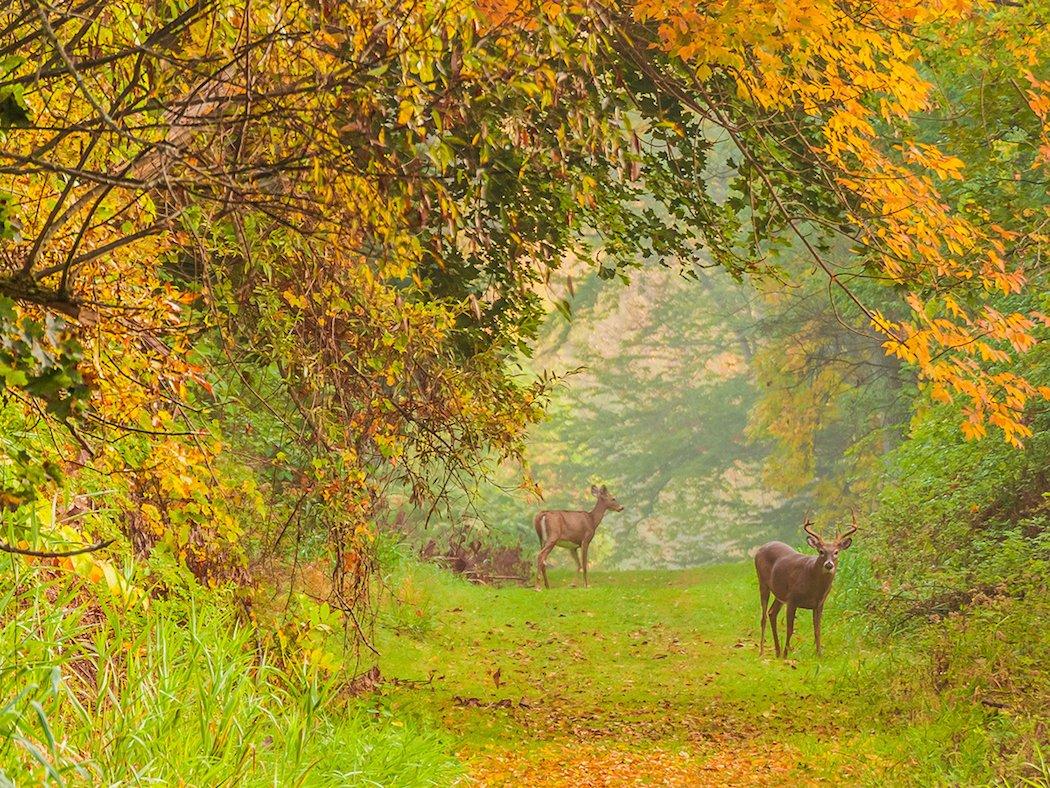 Hunting in the Northeast provides a thrill unlike any other, and a unique scouting plan, too. (Bruce MacQueen/ Shutterstock photo)