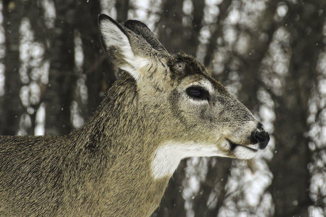 Myth: Cold Weather Triggers the Antler Drop