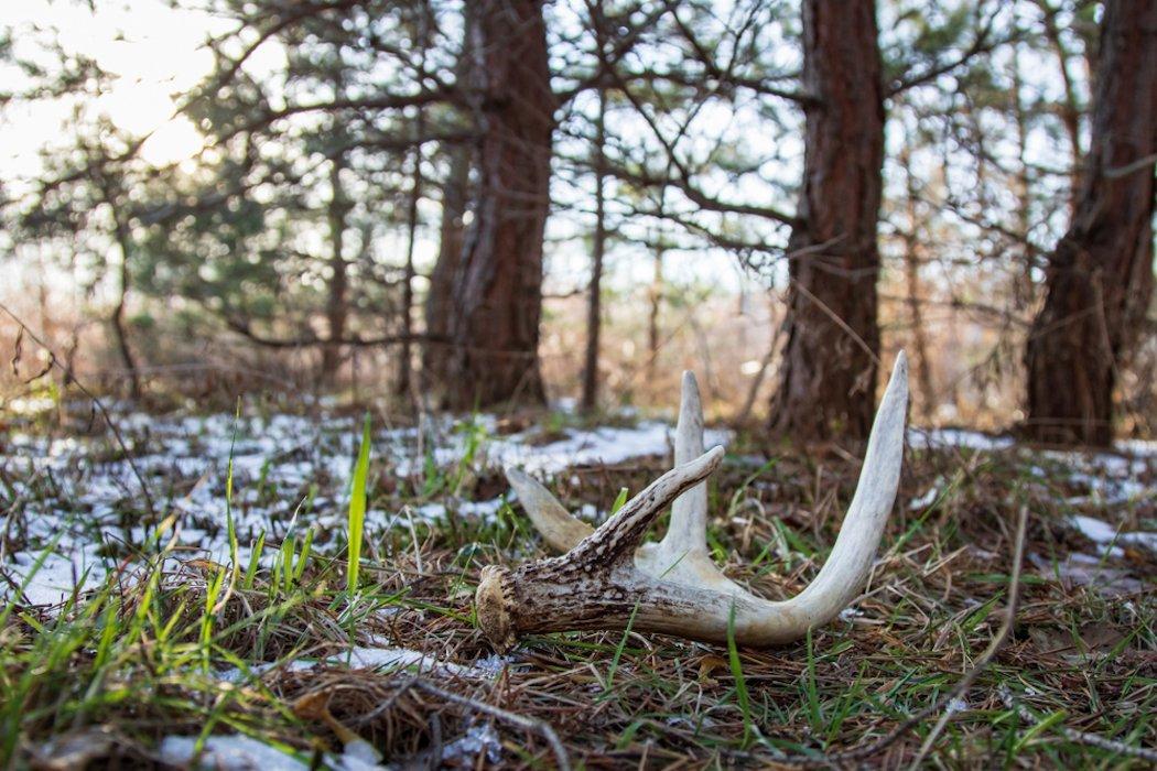 Myth: Bedding Areas Are the Only Places to Find Sheds