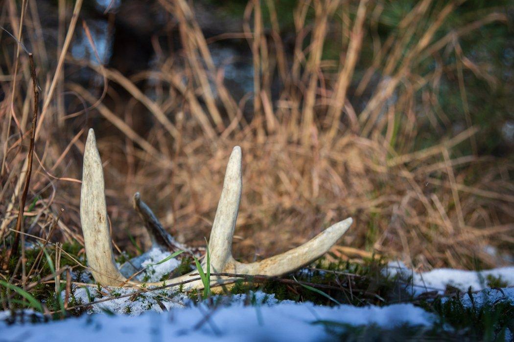 Myth: Bucks All Shed at the Same Time