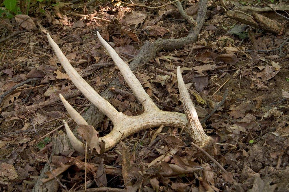 Shed hunting is a fun, educational and valuable tool for deer hunters. (Shutterstock / Bryan Eastham photo)