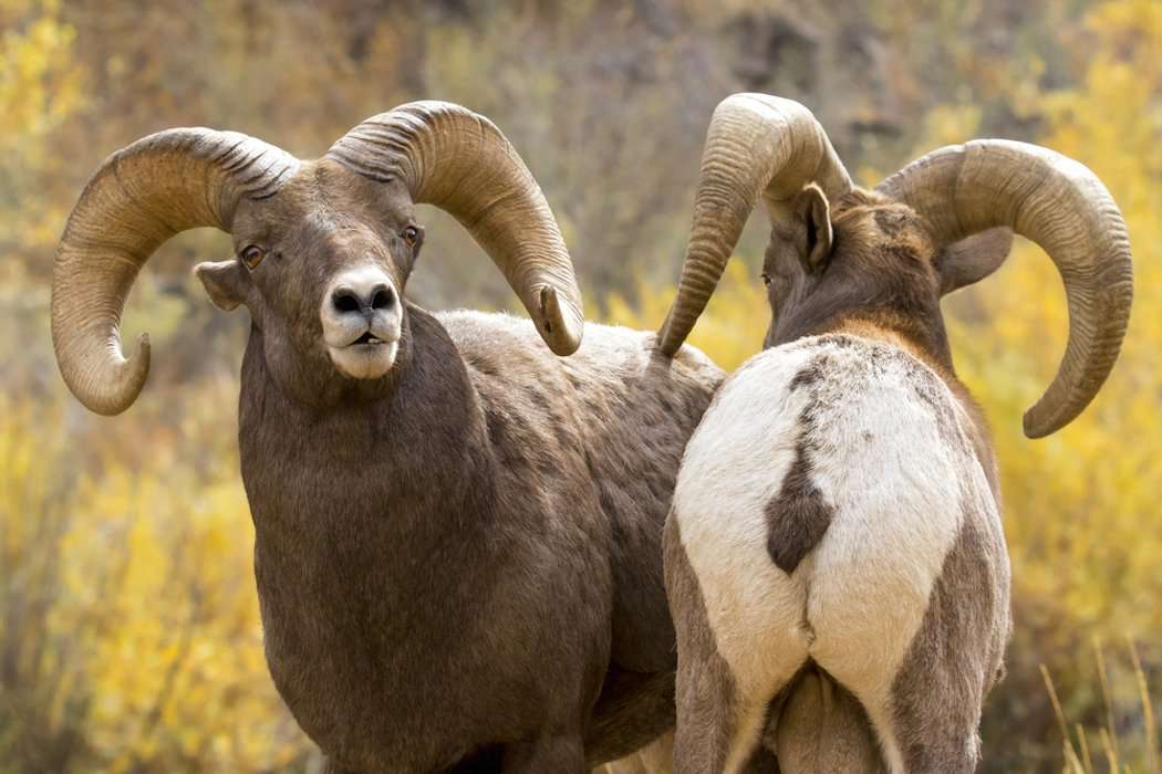 Rocky Mountain Bighorn Sheep