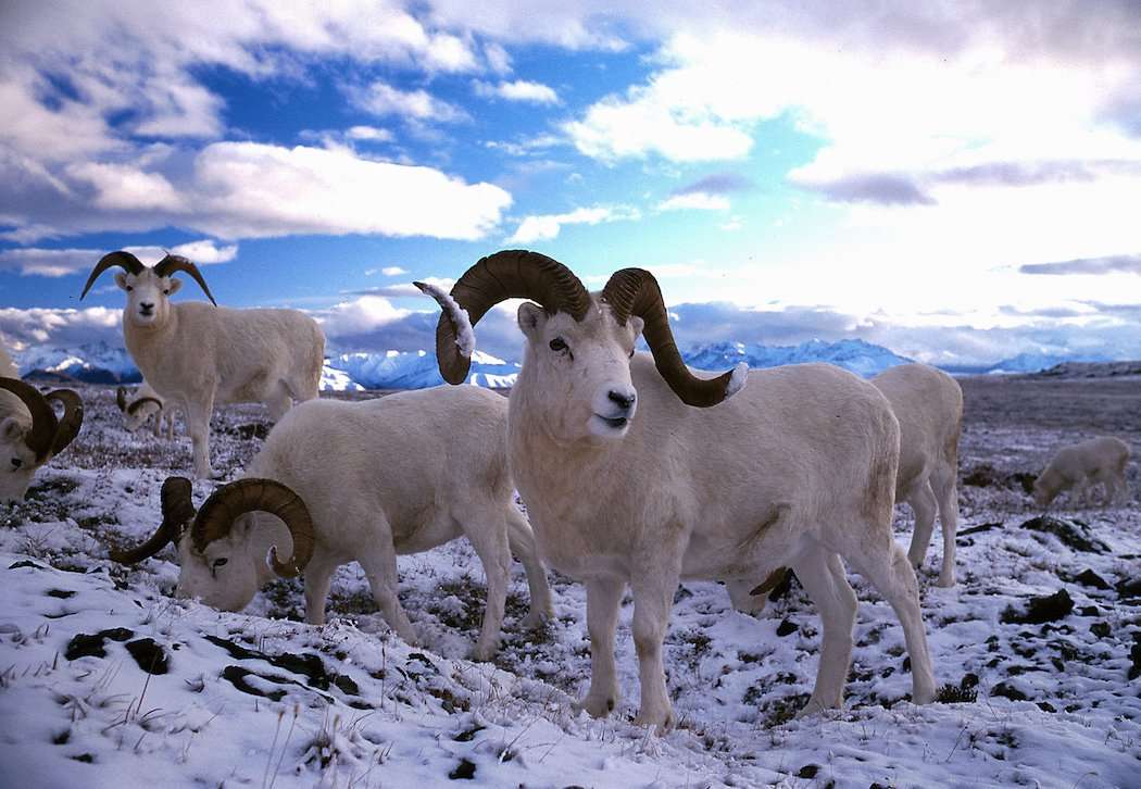 Dall Sheep
