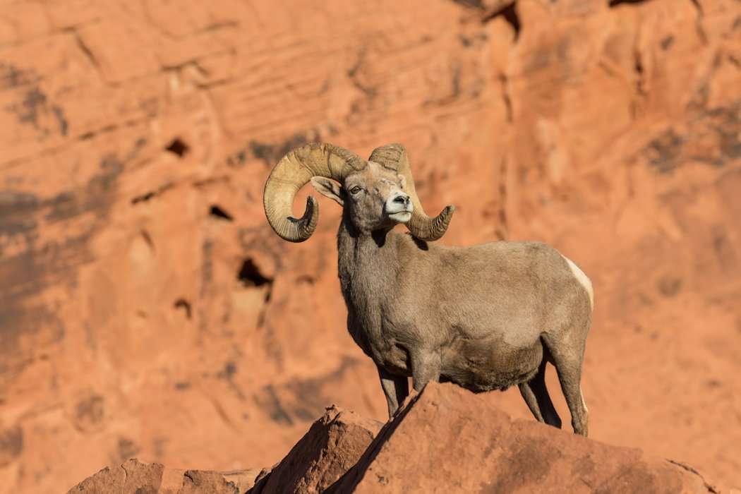Desert Bighorn Sheep
