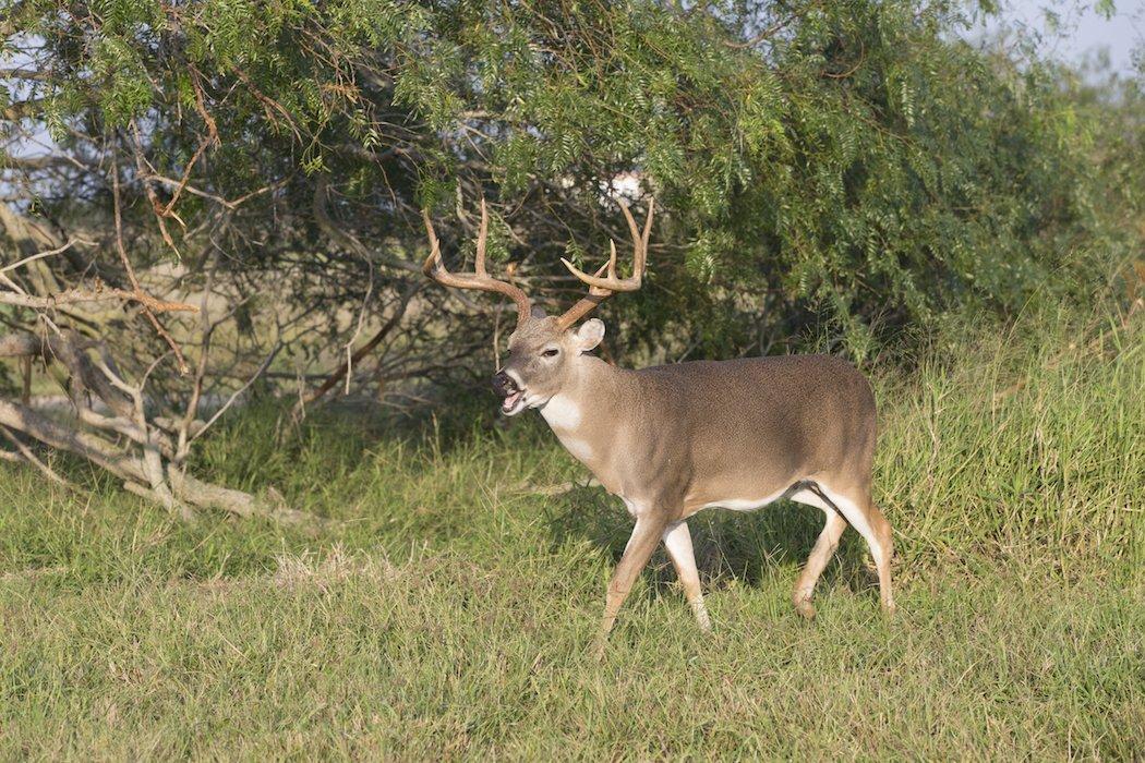 Texas now faces the challenge of combatting CWD in its wild deer herd. (Shutterstock/Dennis W Donohue photo)