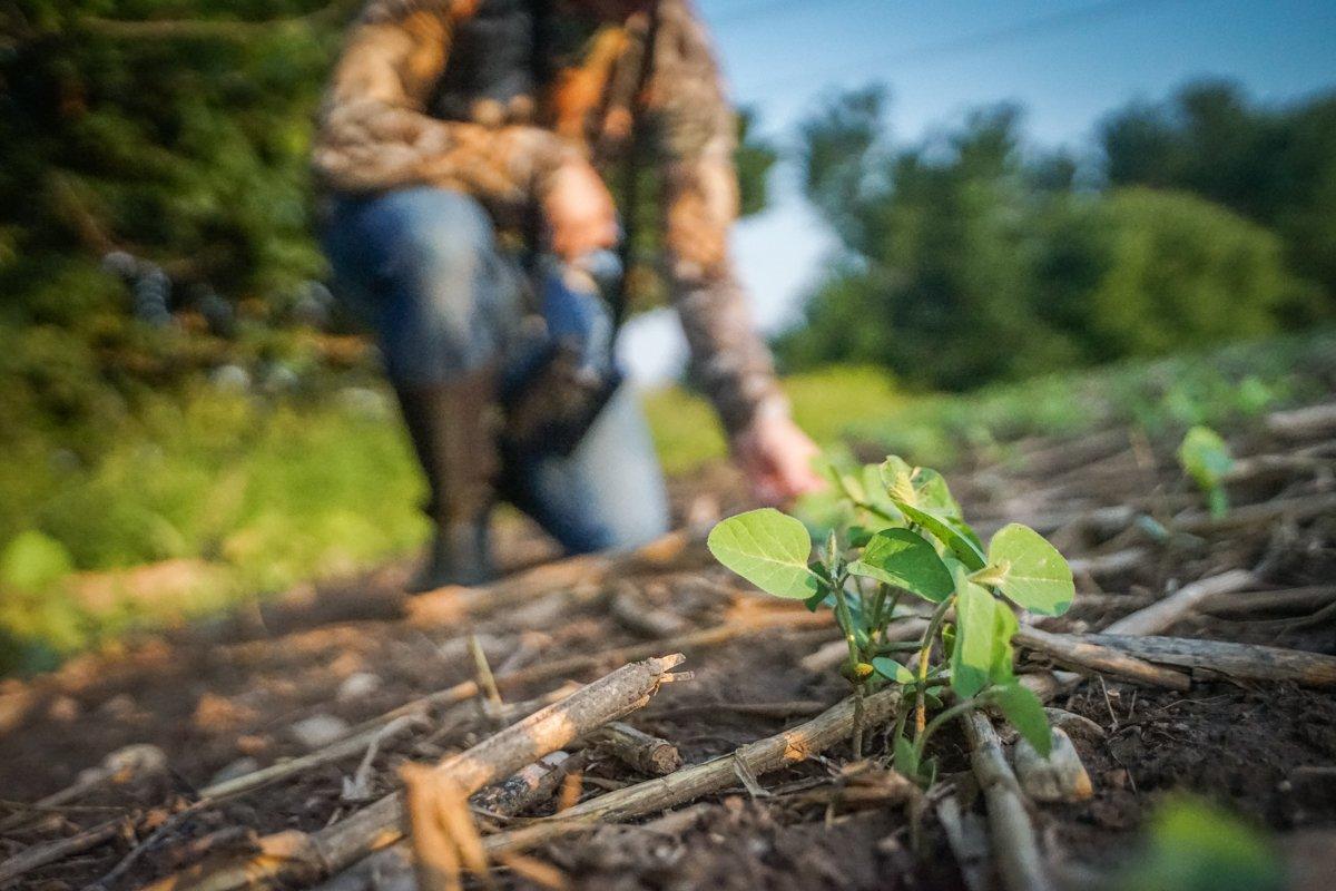 Over-browsing and depleted food sources are surefire signs of too many whitetails on the landscape. (Paul Annear photo)