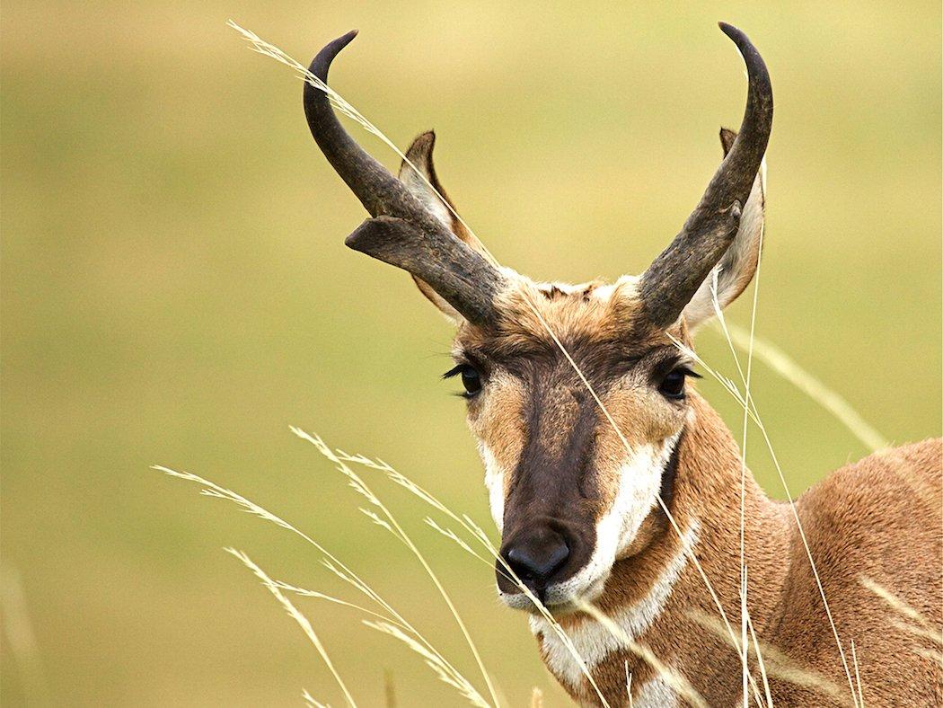 Hunting Pronghorn Antelope on the Prairie - Realtree Store