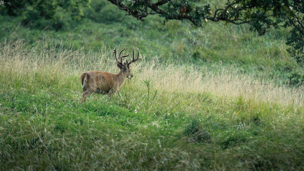 Use the right number of trail cameras for the area you hunt. (Heartland Bowhunter photo)