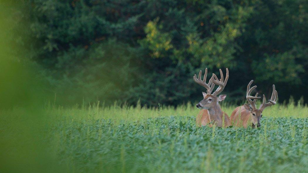 Approximately 50 percent of bucks will have a different fall range than their summer haunt. (Midwest Whitetail photo)