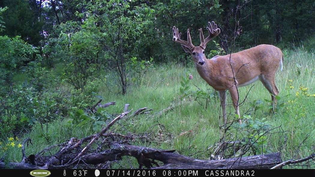 In mid-July, the buck was already sporting an outstanding rack. (Photo courtesy of Dustin Eckes)