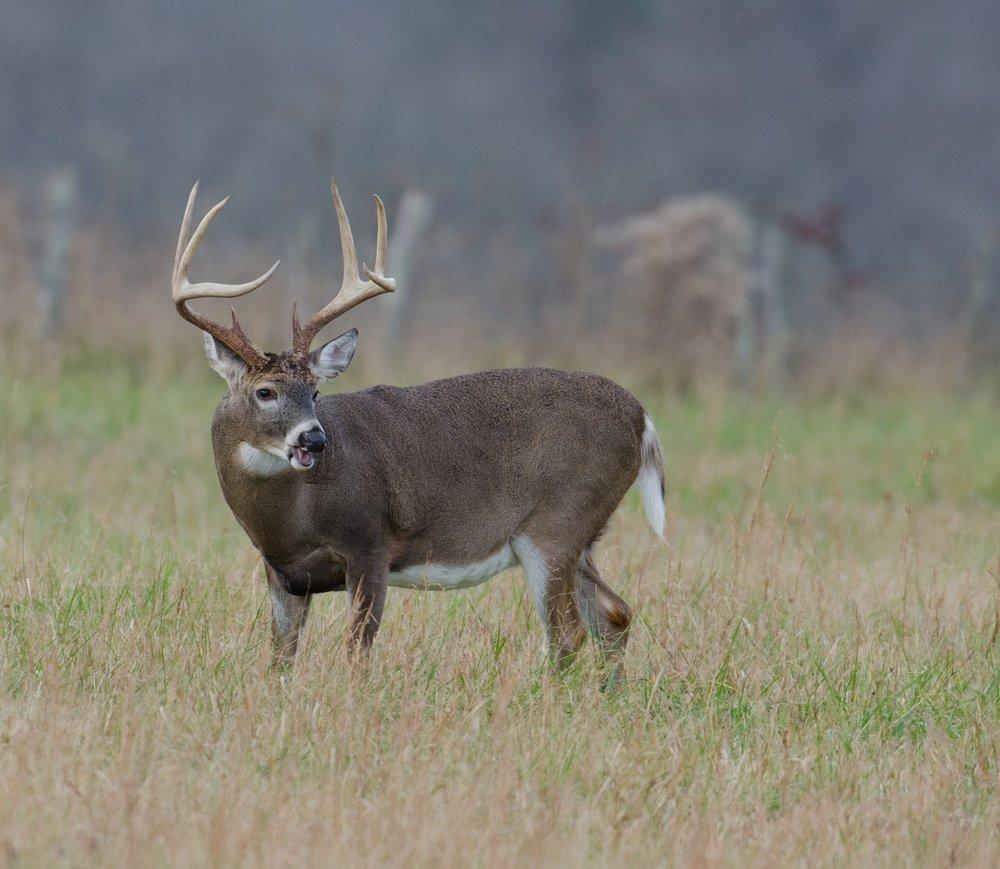 The Buck Reel: Why this Doe Bleat is a Game-Changer