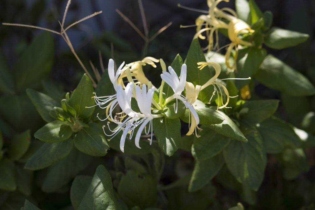 Look for Honeysuckle or Other Green Vines