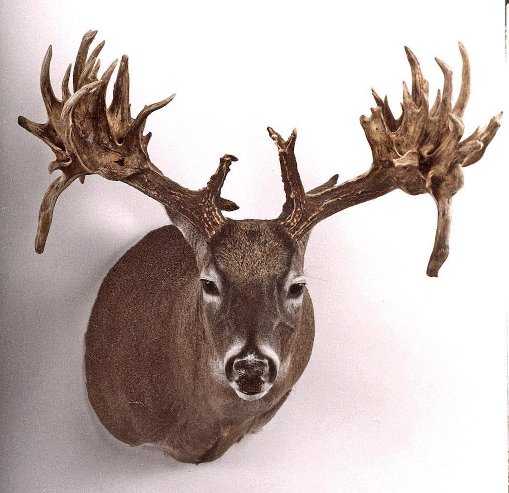 8 Great World-Record Typical Whitetail Deer