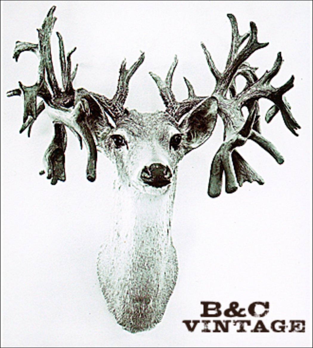 Heads of State: All About State-Record Bucks - Realtree Camo