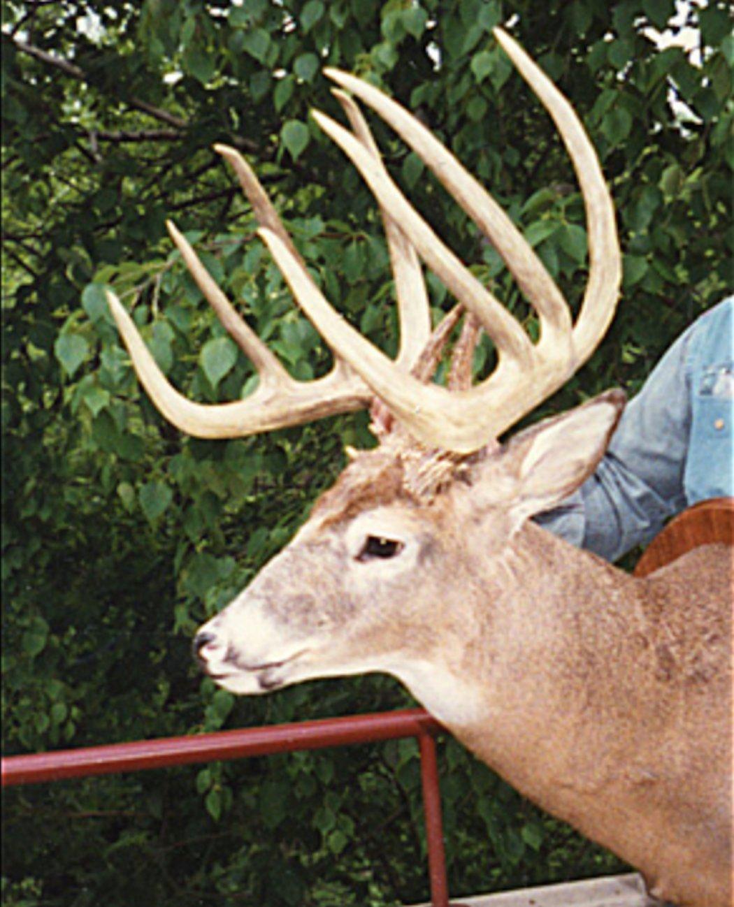 While not a state record, the Petry buck was a mere 1/8 inch shy of tying the Dellwo buck for the Montana title. (Boone and Crockett photo)