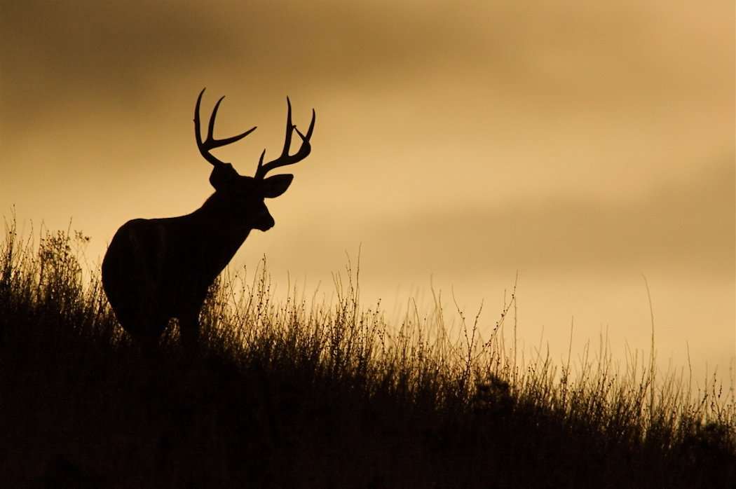 12 Unethical Shots You Shouldn't Take on Deer - Realtree Camo
