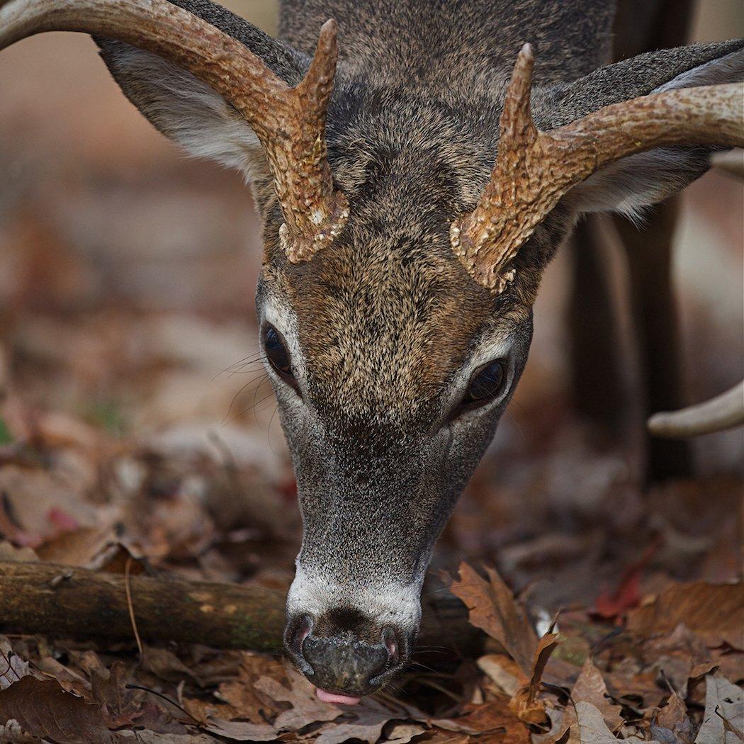 How to Hunt Big, Old, Mature Bucks