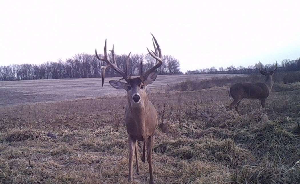 Numerous trail camera photos of this buck miles apart proved this deer moved around a lot. (Joe Gizdic photo)