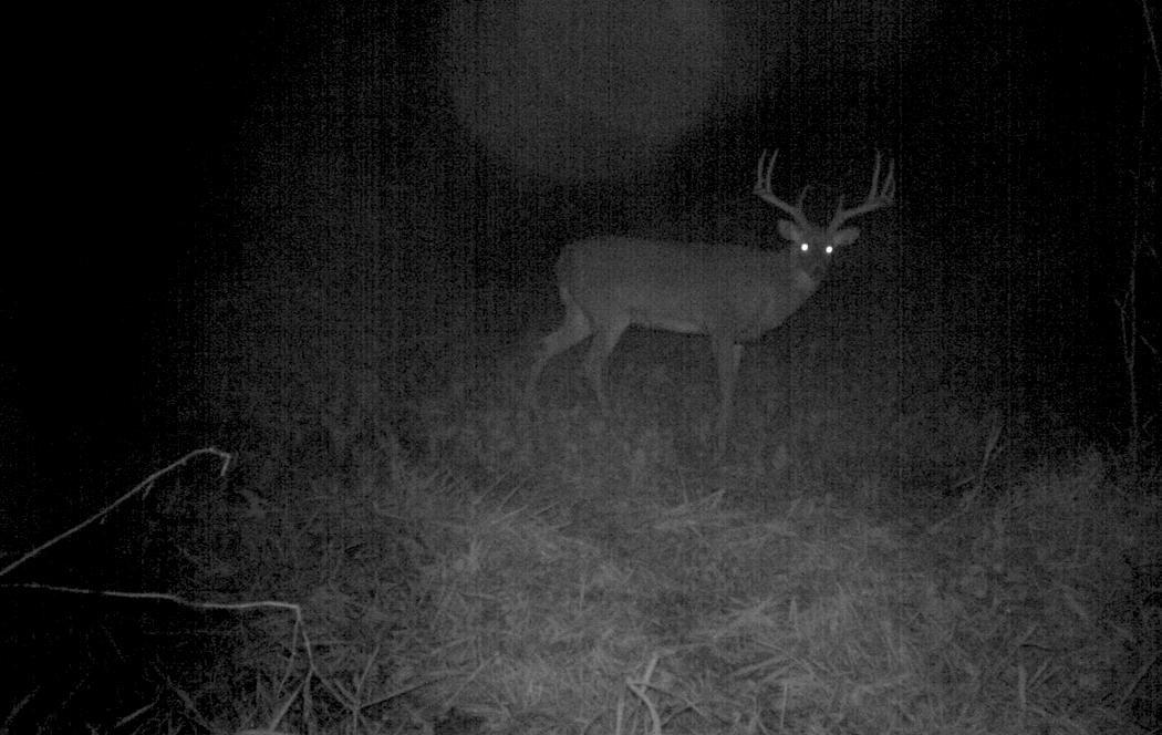 Trail cameras and in-the-field sightings proved this buck to be a serious homebody. (Grant Olson photo)