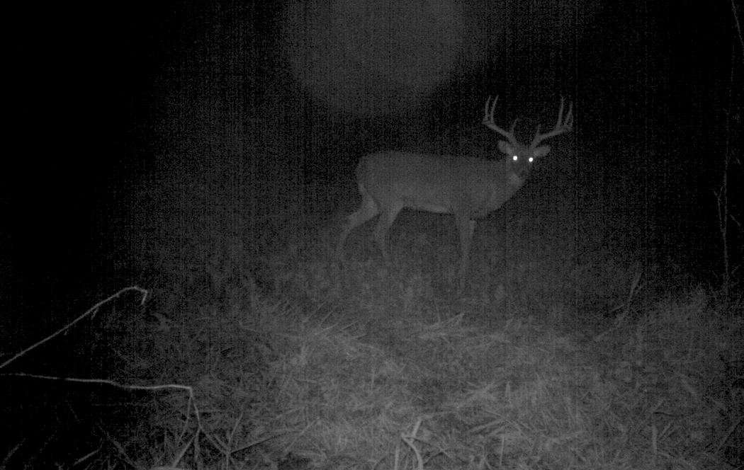 Trail cameras and in-the-field sightings proved this buck to be a serious homebody. (Grant Olson photo)