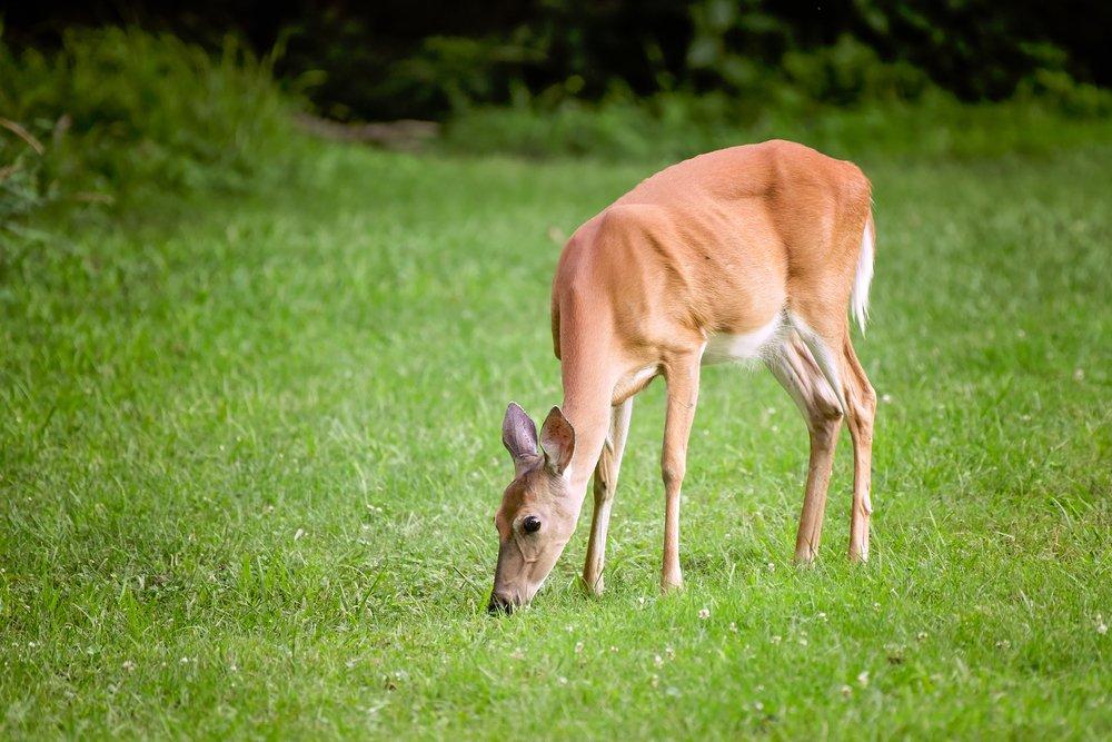 In 2018, CWD-positive cervids were found for the first time in western Mississippi, northeastern Iowa, northern Illinois, northern Michigan, southeastern Missouri, southwestern Tennessee, Quebec and Finland. (Shutterstock / NSC photo)
