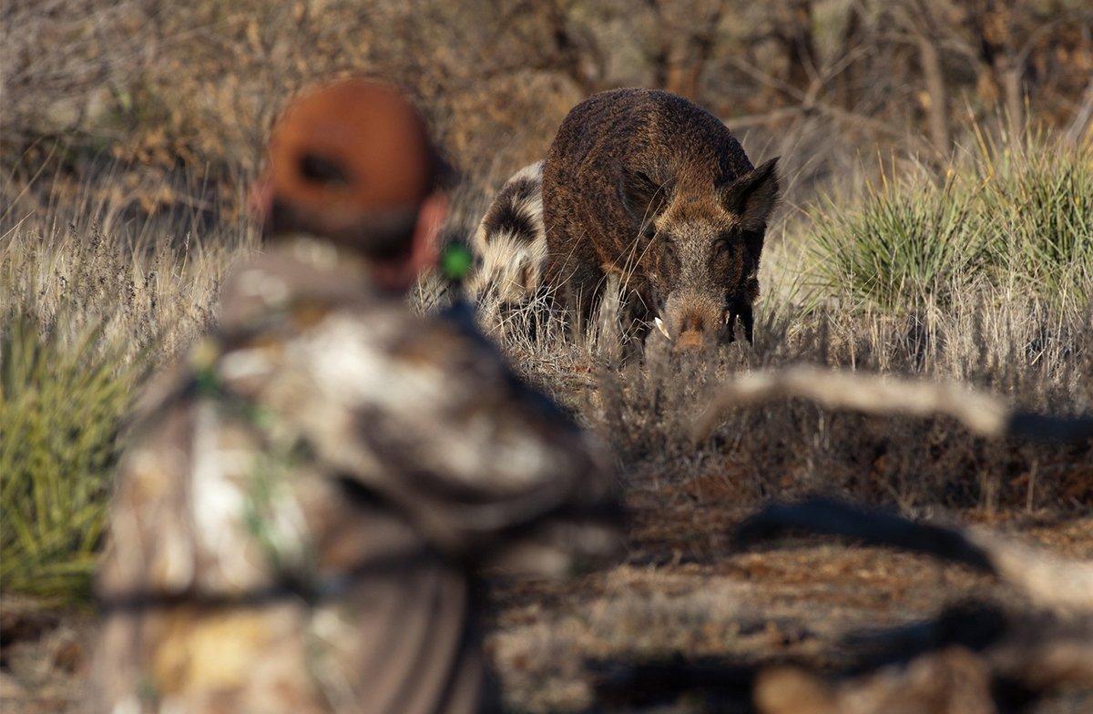 Pig hunting can be pretty intense. ©Russell Graves photo