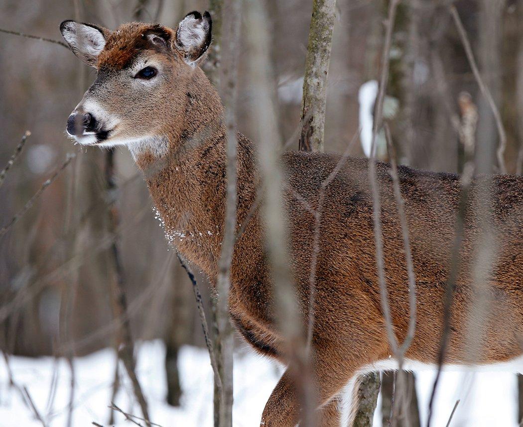 Thought it was a doe at first glance? (Images On the Wildside/ Denver Bryan photo)