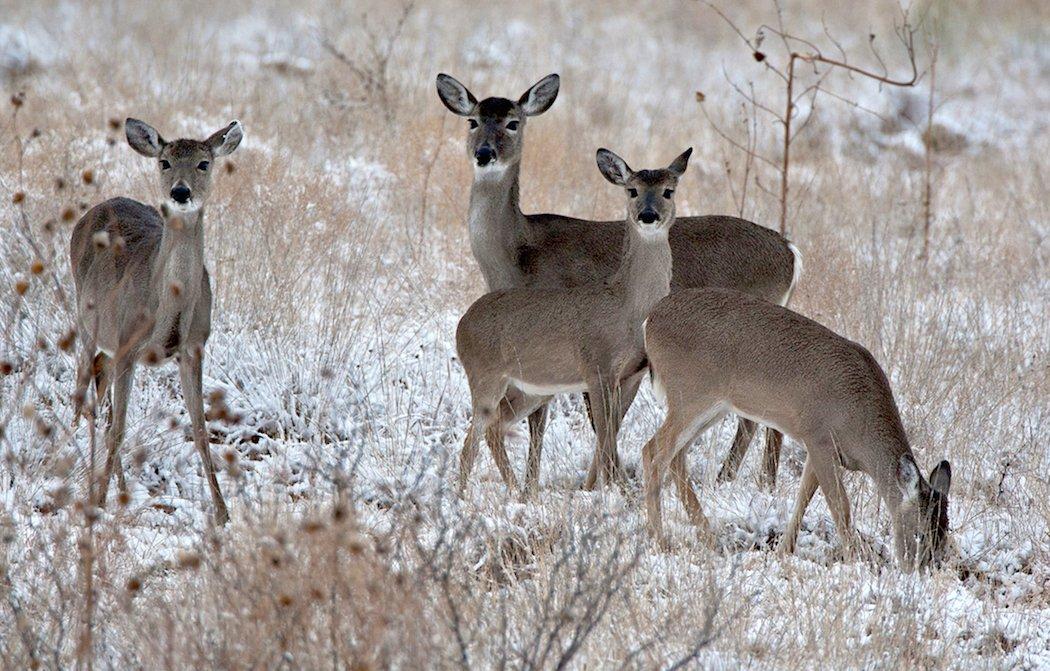 Does usually travel in large groups this late in the year. (Russell Graves photo)