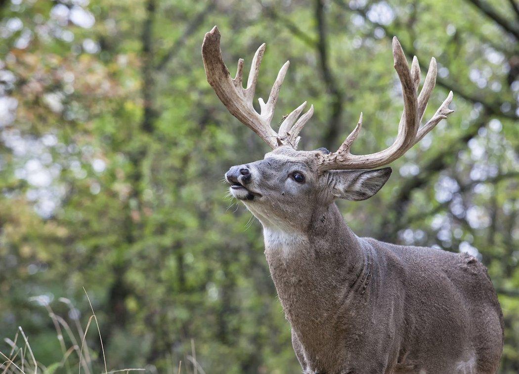 How to hunt the wrong wind when deer hunting.
