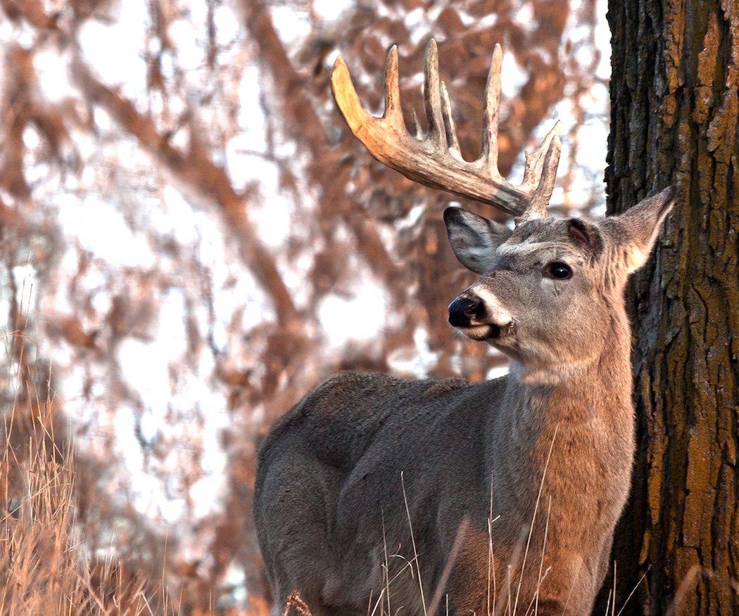 Don't move in until you know target bucks have completely shed. Monitor the drop with trail cameras.