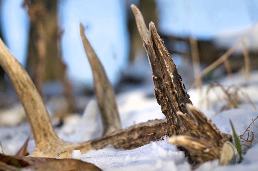 Don't look for the entire antler. Look for a small ivory-colored tip. You'll find more that way. (John Hafner photo)