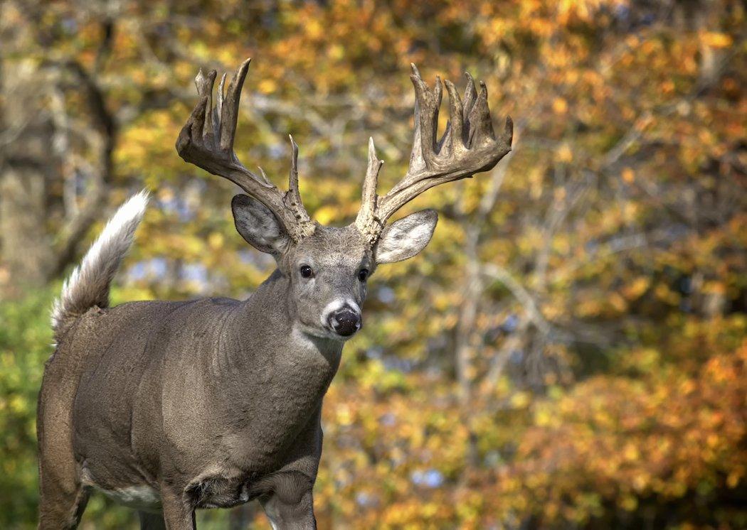 Killing a big buck is hard. But it isn't impossible.