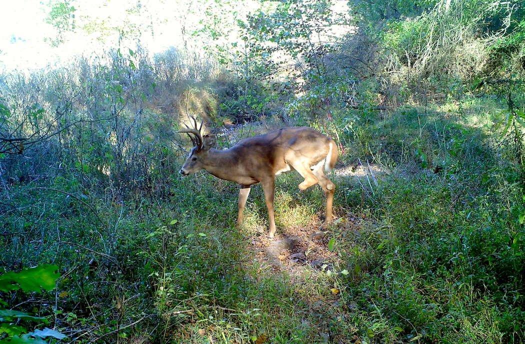 Skyscraper ‚  Deer Are Tough Critters