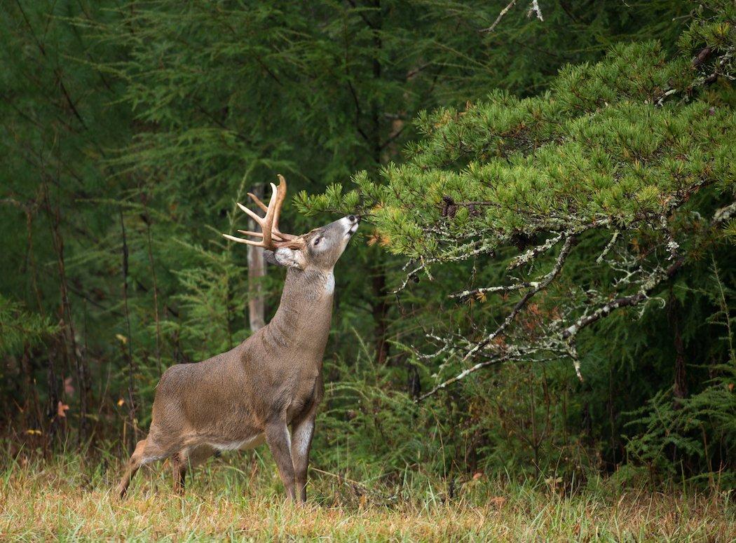 A buck works a scrape and overhanging licking branch.