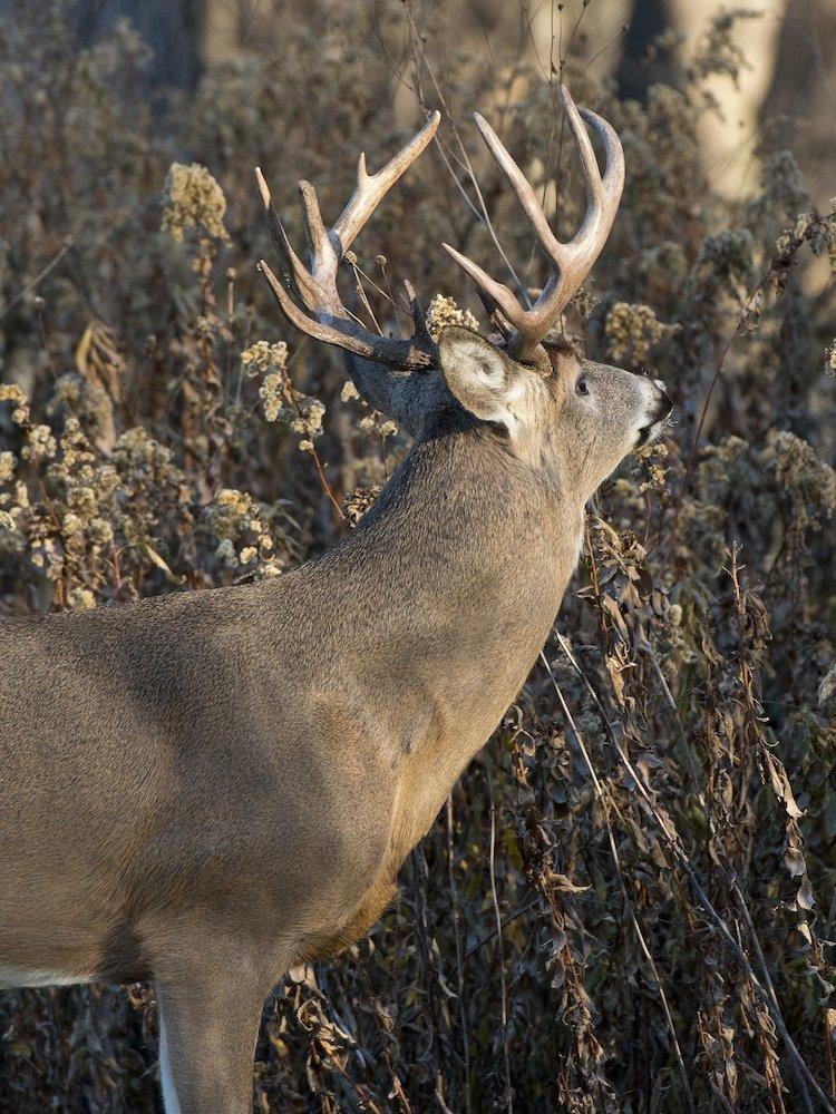 Bucks are very vocal and sometimes easily manipulated with deer vocalizations.
