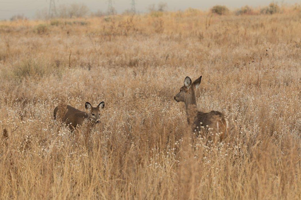 Does and fawns are very vocal and communicate with one another quite frequently.