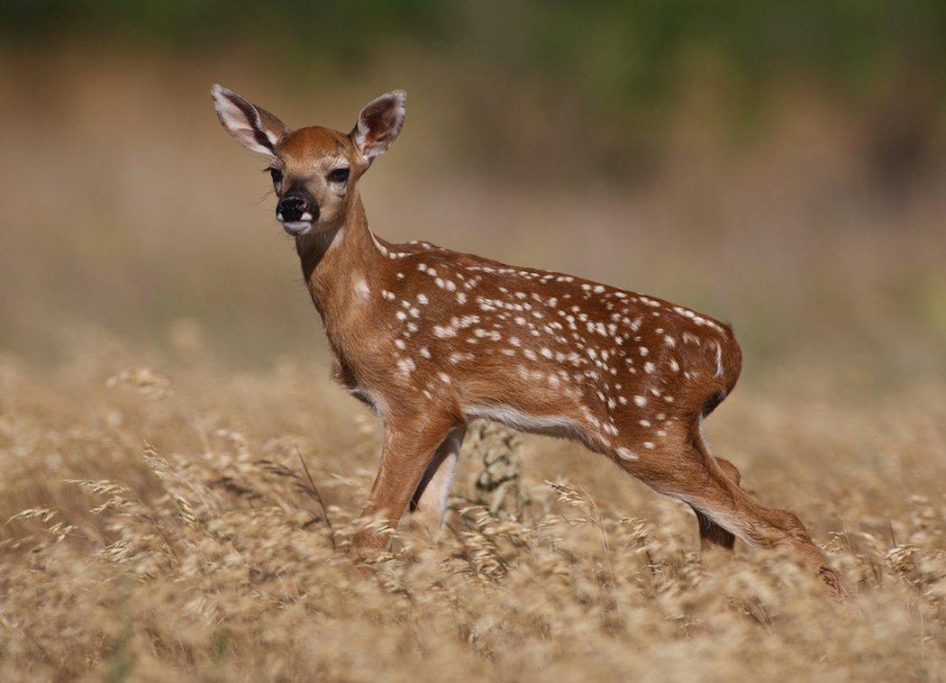 We must start creating early successional bedding cover for deer. (Russell Graves photo)
