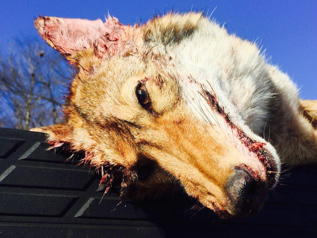 We have to manage coyotes both through hunting and trapping. (Josh Honeycutt photo)