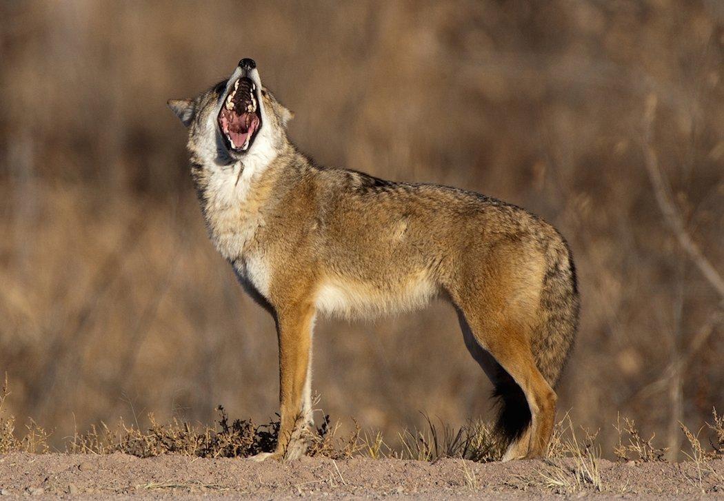 Coyotes are decimating fawn crops. (Russell Graves photo)