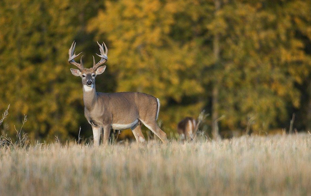 Sometimes, unconventional tactics are the very tactics you need to fill a tag. (Photo by Tim Irwin.)