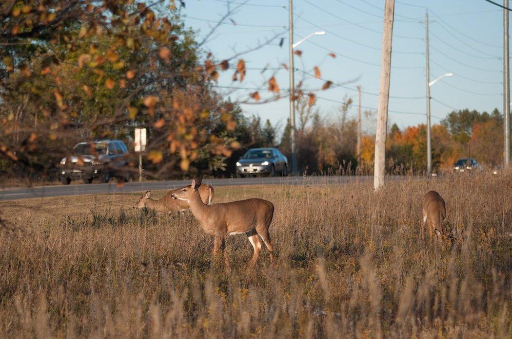 Controlled hunts are the answer for the increase in urban deer populations.