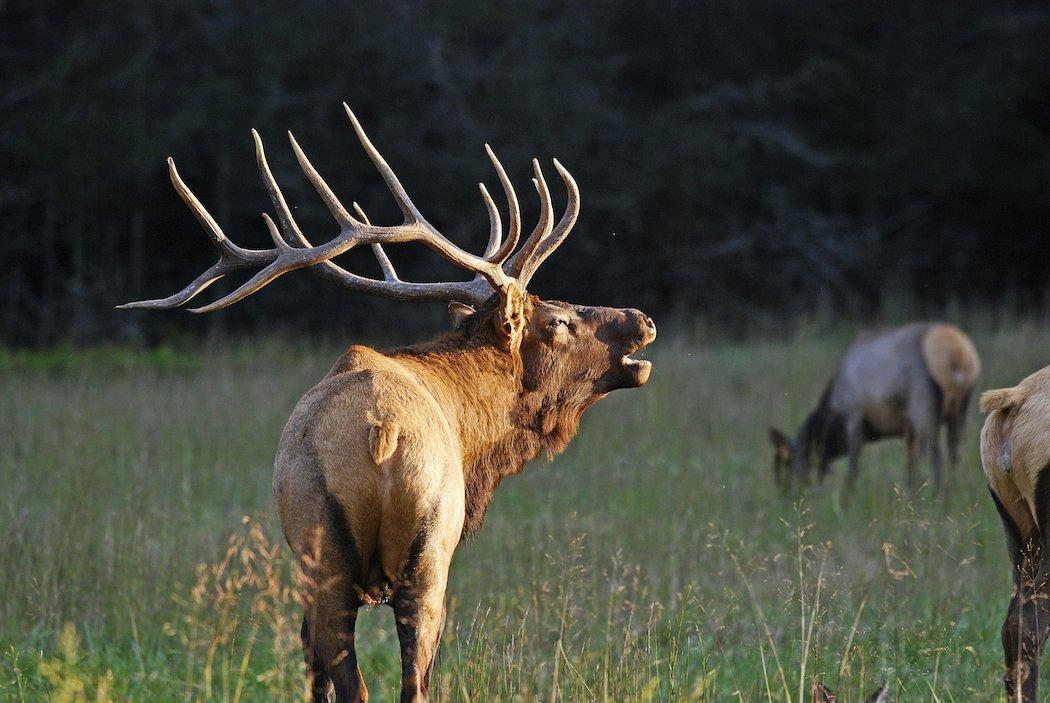 It isn't just white-tailed deer we have to worry about. CWD affects all cervids, including elk.